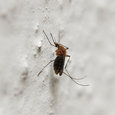 Insektenschutz